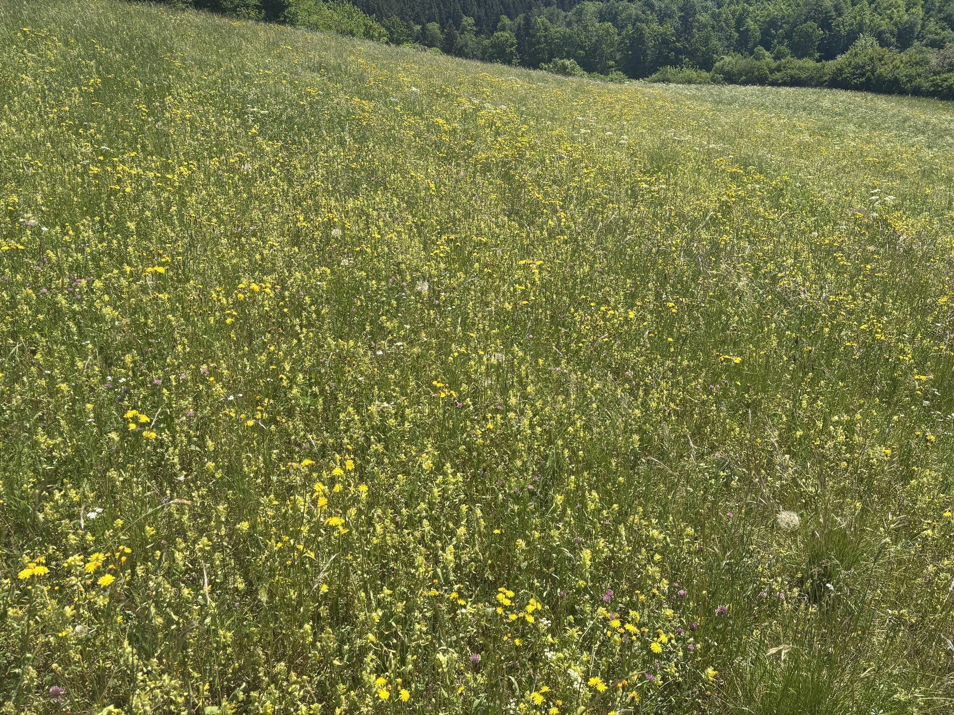 Pilotprojekt · Gemarkung Bismark · LK Vorpommern-Greifswald · 17,3 ha
